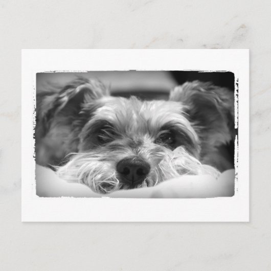 アザ・ブラック・ホワイト写真 ポストカード (正面)