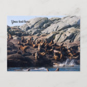 アシカのポストカード ポストカード (正面)