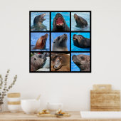 アシカの写真 ポスター (キッチン)