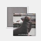 アシカの手帆船 マグネット (正面/裏面)