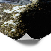 アシカの日の丸ポスター ポスター (角)