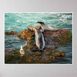 アシカの海岸壁アート | 野生動物写真プリント ポスター