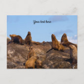 アシカの葉書 ポストカード (正面)