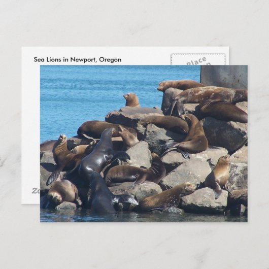 アシカの郵便はがき ポストカード (正面/裏面)