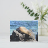 アシカガラパゴス ポストカード (スタンド正面)