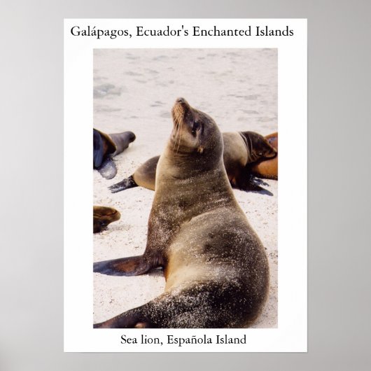 アシカリラックスンの首の筋肉 ポスター (正面)