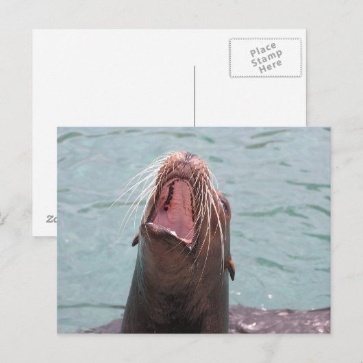 アシカ口はがき ポストカード (正面/裏面)