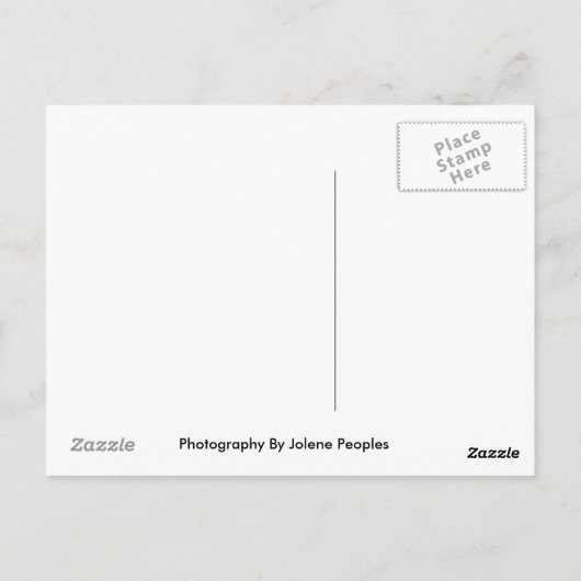 アシカ口はがき ポストカード (裏面)