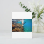 アシカ遊の水中ガラパゴス諸島 ポストカード (スタンド正面)