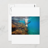 アシカ遊の水中ガラパゴス諸島 ポストカード (正面/裏面)