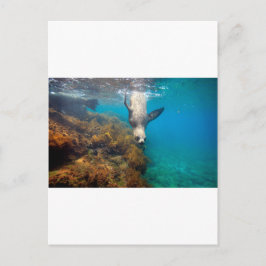 アシカ遊の水中ガラパゴス諸島 ポストカード