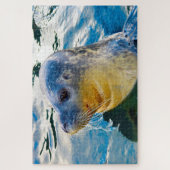 アシカ ジグソーパズル (縦)