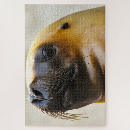 アシカ ジグソーパズル (縦)