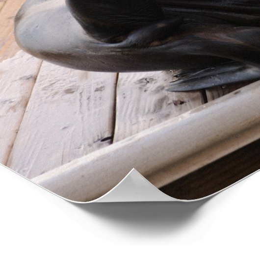 アシカ ポスター (角)