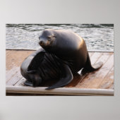 アシカ ポスター (正面)