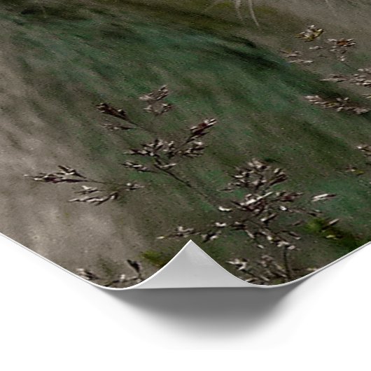 アシカ ポスター (角)