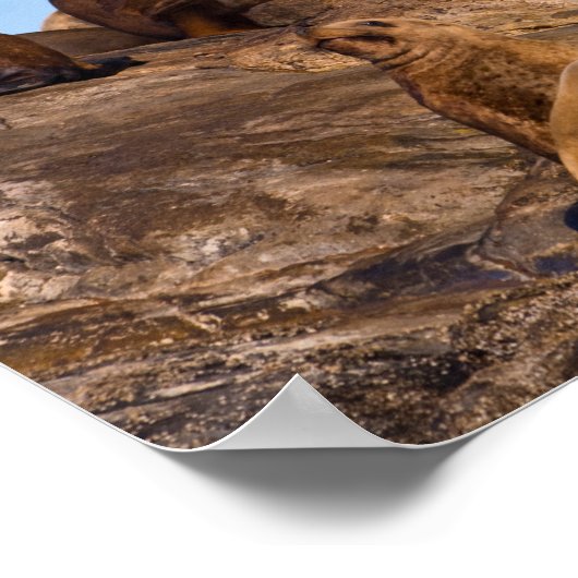 アシカ ポスター (角)