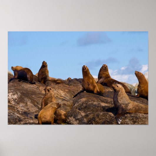 アシカ ポスター (正面)