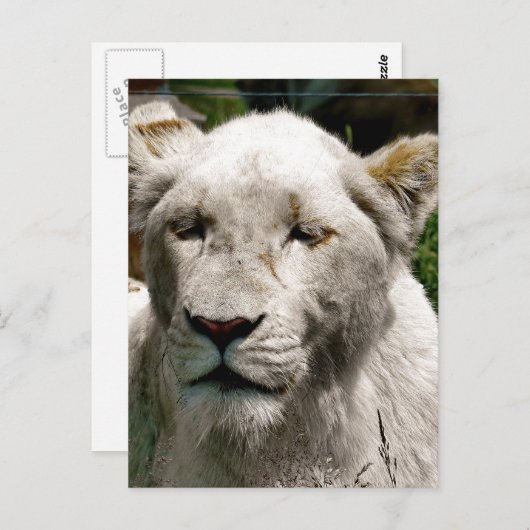 アシカ ポストカード (正面/裏面)