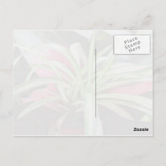 アシシの引用文はがき ポストカード (裏面)