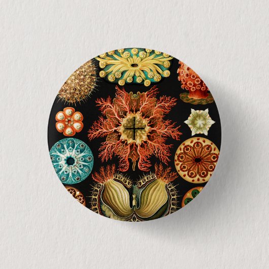 アシディア、Seescheiden Marine Life（Arnst Haeckel著） 缶バッジ (正面)