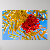 アシュベリー ポスター (正面)