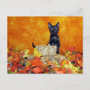 アシュリンの秋 - 猫 / 子猫 ポストカード
