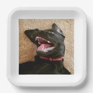 アシュリーノムスプレート ペーパープレート