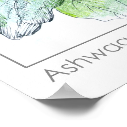 アシュワガハンダ植物健康薬草 ポスター (角)