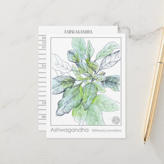 アシュワガンダマテリアメディカハーブ勉強カード ポストカード (正面/裏面インサイチュ)