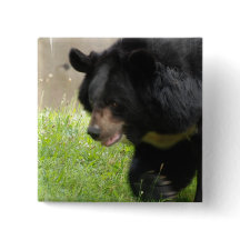 アジアのツキノワグマPin