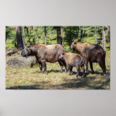 アジアのブータンの国産動物タキン科 ポスター (正面)