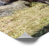 アジアのブータンの国産動物タキン科 ポスター (角)