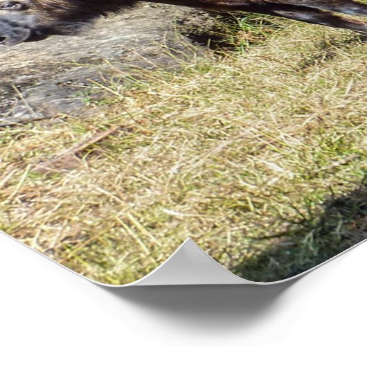 アジアのブータンの国産動物タキン科 ポスター (角)