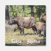 アジアのブータンの国産動物タキン科 マグネット (正面)