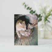 アジアのヤマネコ ポストカード (スタンド正面)