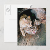 アジアのヤマネコ ポストカード (正面/裏面)