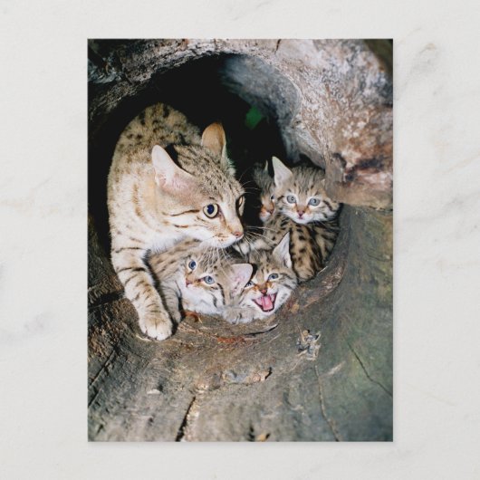 アジアのヤマネコ ポストカード (正面)