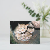 アジアのヤマネコ ポストカード (スタンド正面)