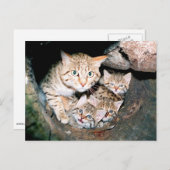 アジアのヤマネコ ポストカード (正面/裏面)