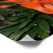 アジアのユリ ポスター (角)