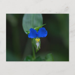 アジアの白昼の青い山花のはがき ポストカード