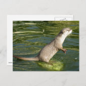 アジアの短い留め金 ポストカード (正面/裏面)