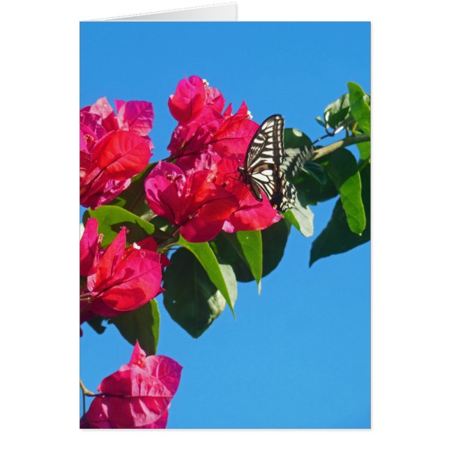 アジアアゲハチョウの蝶 (正面)