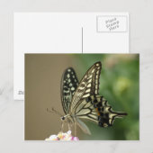 アジアアゲハチョウ ポストカード (正面/裏面)