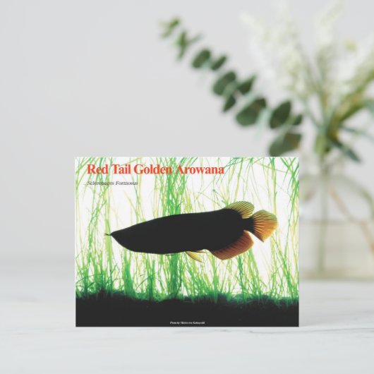 アジアアロワナ ポストカード (スタンド正面)