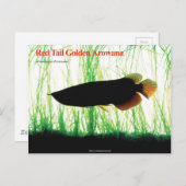 アジアアロワナ ポストカード (正面/裏面)