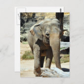 アジアゾウの写真 ポストカード (正面/裏面)