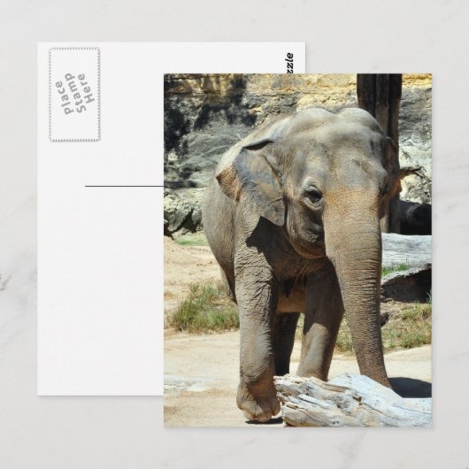 アジアゾウの写真 ポストカード (正面/裏面)
