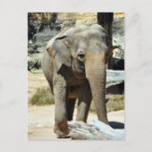 アジアゾウの写真 ポストカード (正面)